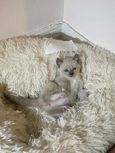 RAGDOLL x SIAMIESE KITTENS - Photo 3