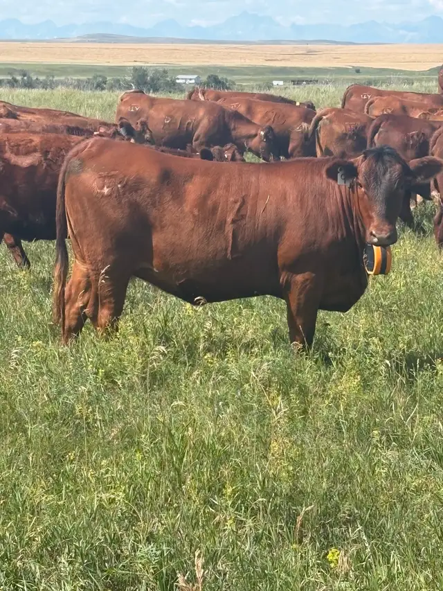 bred heifer