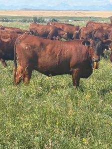 bred heifer
