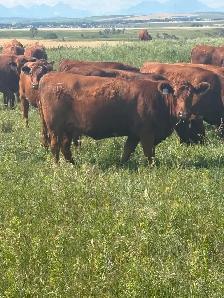 bred heifer - Photo 2