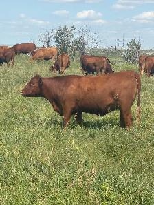 bred heifer - Photo 3