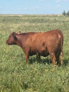 bred heifer - Photo 4