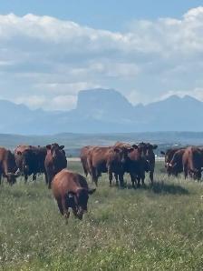 bred heifer - Photo 5