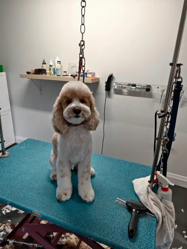 westpetgrooming