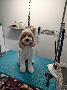 westpetgrooming