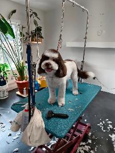 westpetgrooming - Photo 2