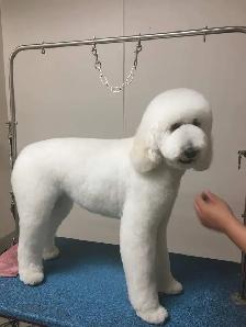 westpetgrooming - Photo 3