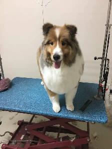 westpetgrooming - Photo 4