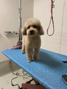 westpetgrooming - Photo 5