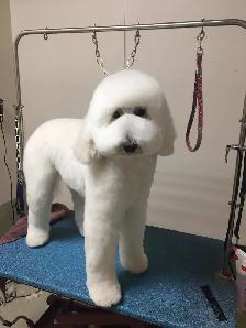 westpetgrooming - Photo 6