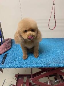 westpetgrooming - Photo 7
