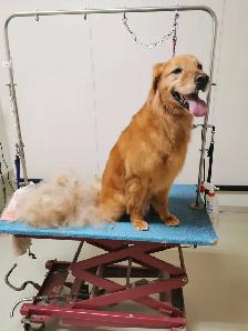 westpetgrooming - Photo 8