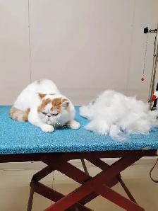 westpetgrooming - Photo 9