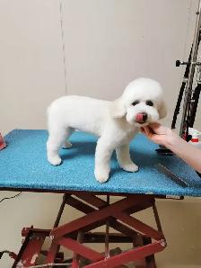 westpetgrooming - Photo 10