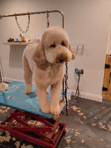 westpetgrooming - Photo 11