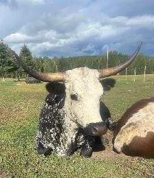 purebred Longhorn cow