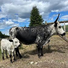 purebred Longhorn cow - Photo 2