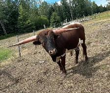 purebred Longhorn cow - Photo 3