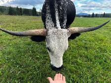 purebred Longhorn cow - Photo 4