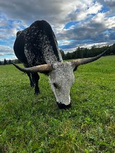 purebred Longhorn cow - Photo 5