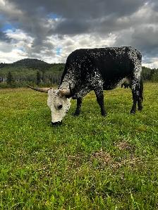 purebred Longhorn cow - Photo 6