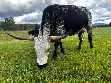 purebred Longhorn cow - Photo 7