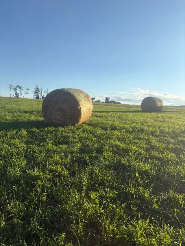 Round Bales for Sale
