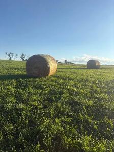 Round Bales for Sale