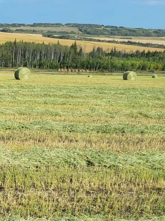 Greenfeed