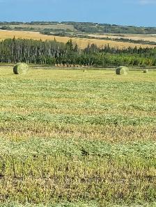 Greenfeed