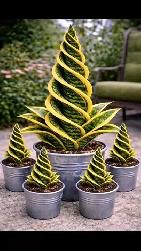 ARE YOU WATERING SOMEONE ELSE’S HOUSEPLANT?