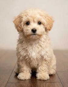 Maltipoo Puppy 10 Weeks Old