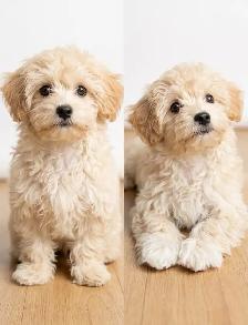 Maltipoo Puppy 10 Weeks Old - Photo 2