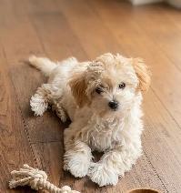 Maltipoo Puppy 10 Weeks Old - Photo 3