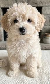 Maltipoo Puppy 10 Weeks Old - Photo 4