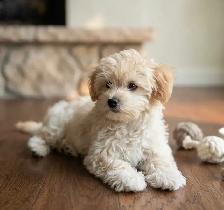 Maltipoo Puppy 10 Weeks Old - Photo 5