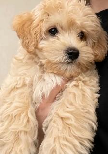 Maltipoo Puppy 10 Weeks Old - Photo 6