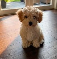 Maltipoo Puppy 10 Weeks Old - Photo 7