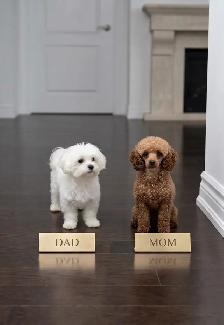 Maltipoo Puppy 10 Weeks Old - Photo 8
