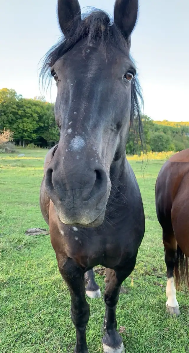 Horse’s for sale