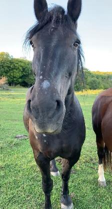 Horse’s for sale