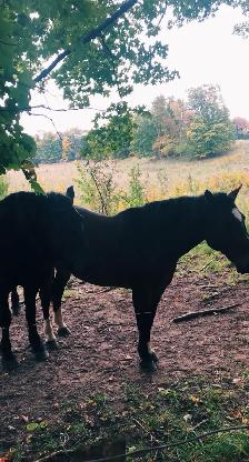 Horse’s for sale - Photo 2