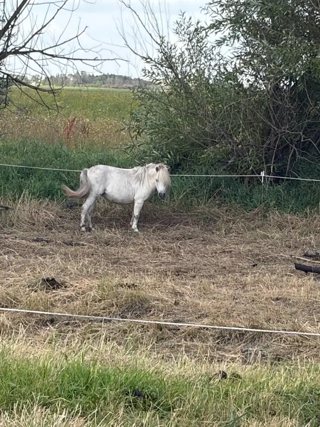 Miniature exposed pony