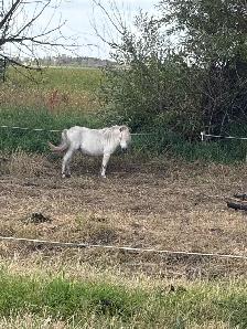 Miniature exposed pony
