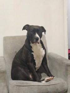 Looking for a room or basement to rent ASAP for my Dog Sadie & I