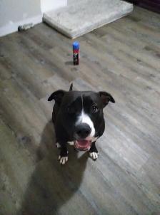 Looking for a room or basement to rent ASAP for my Dog Sadie & I - Photo 3