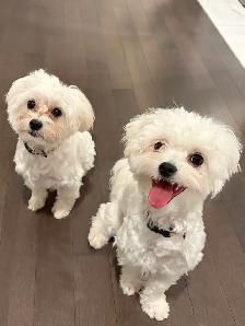 Looking for a Loving Forever Home for Tippy & Cashy