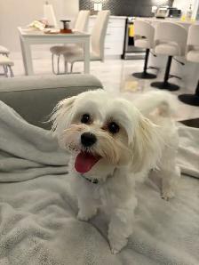 Looking for a Loving Forever Home for Tippy & Cashy - Photo 3