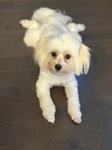 Looking for a Loving Forever Home for Tippy & Cashy - Photo 4