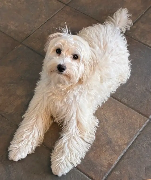 Chienne  Bichon maltais mixte Bichon Havanais
